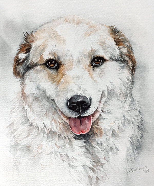 Sheila dog portreit watercolor painting