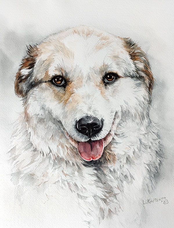 Sheila dog portreit watercolor painting