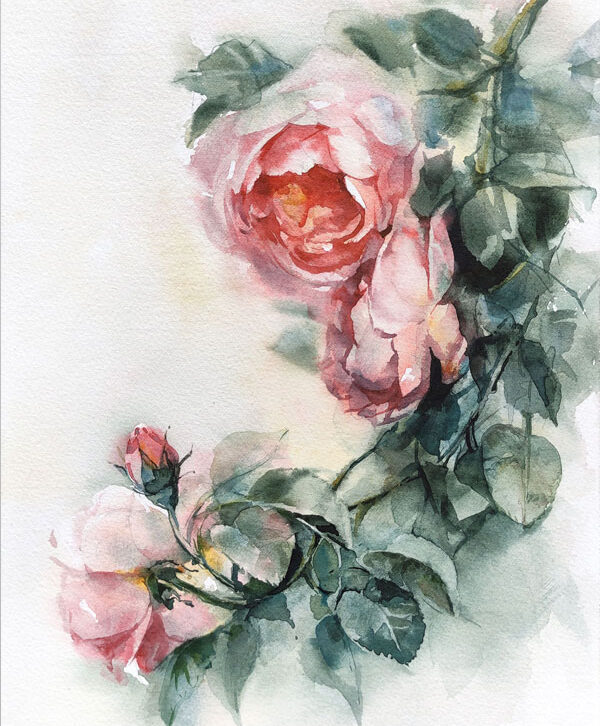 Pink roses watercolor painting
