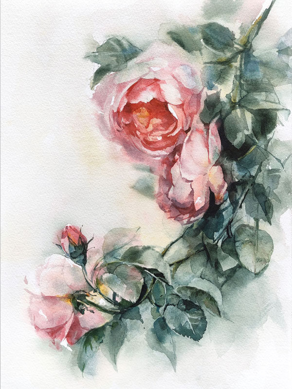 Pink roses watercolor painting
