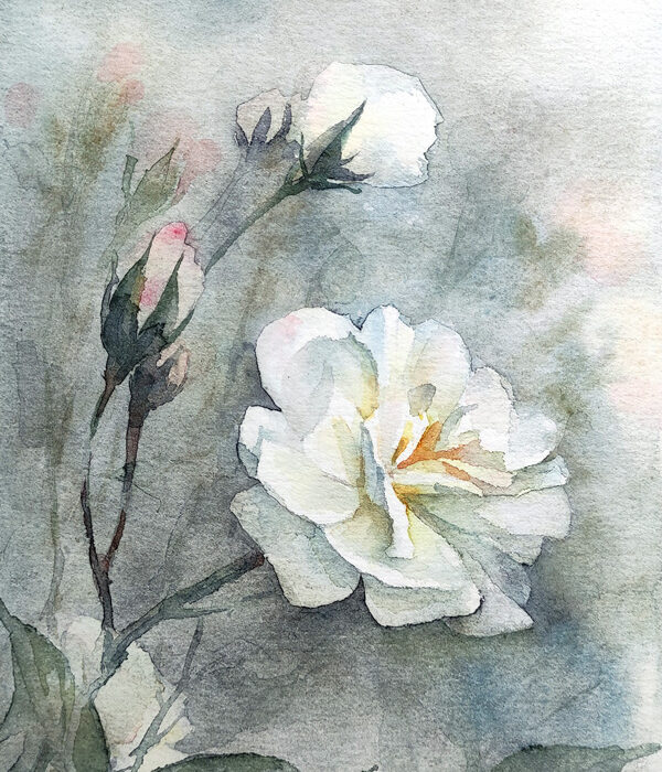 white rose watercolor