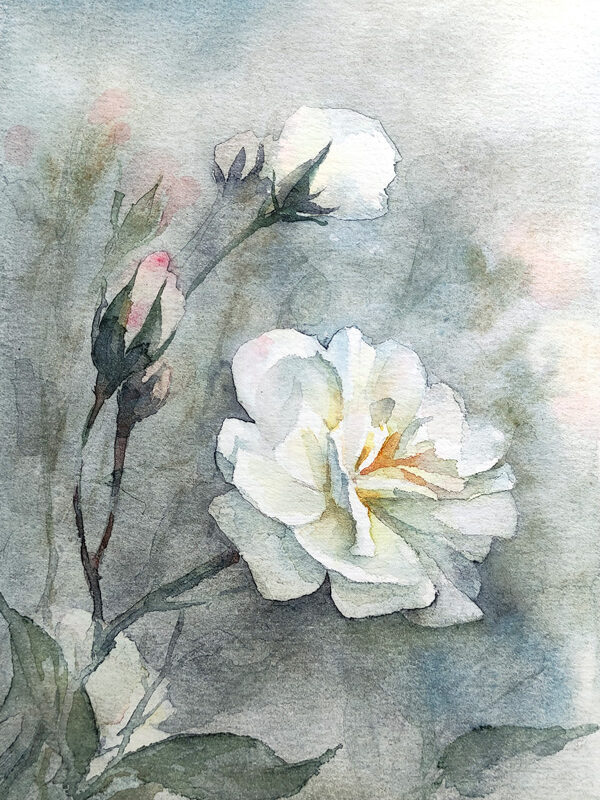 white rose watercolor