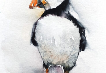 Puffin watercolor