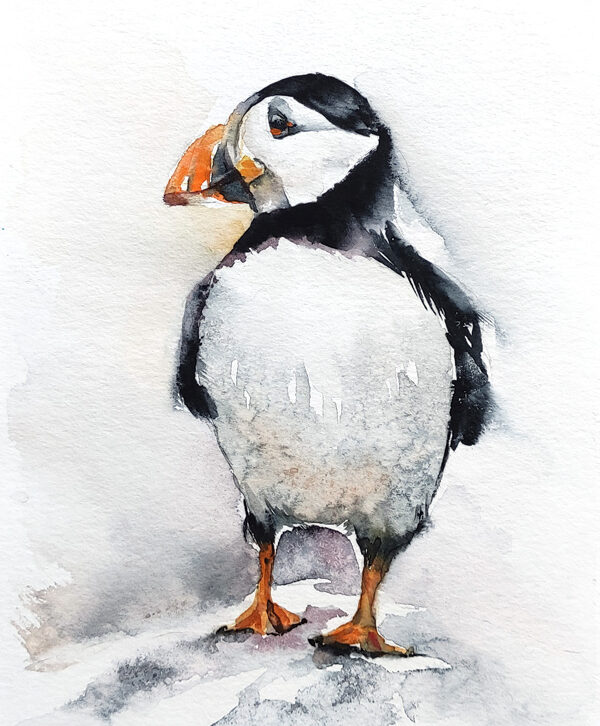 Puffin watercolor