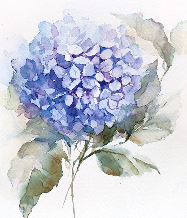 Hydrangea flower watercolor painting