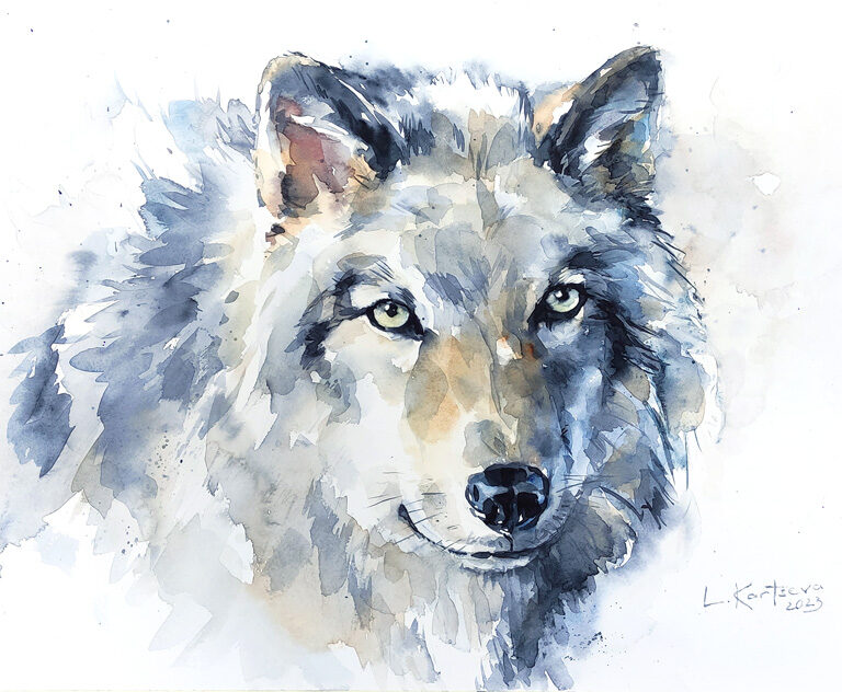 Grey Wolf watercolor painting