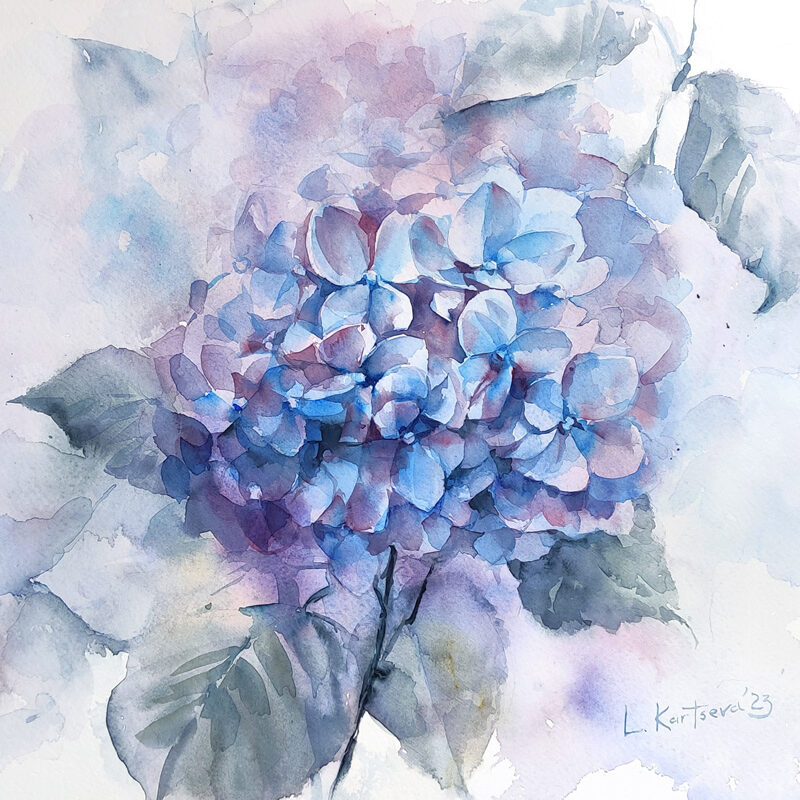 Blue hydrangea watercolor painting